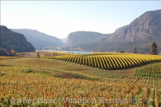 Vineyards in Okanagan Falls, BC ID#206471