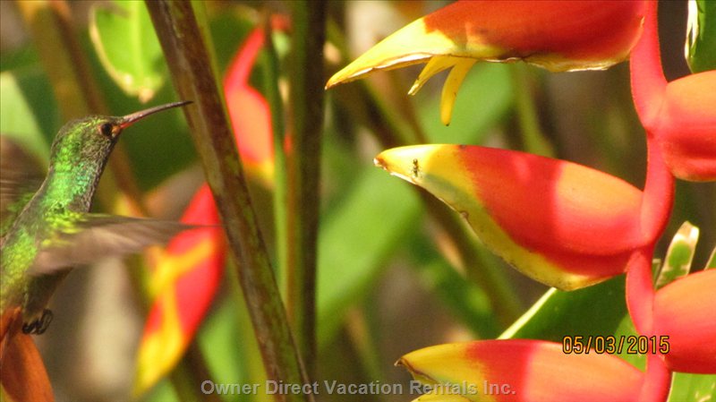  vacation rentals costa rica provincia de alajuela atenas calle boquern str 