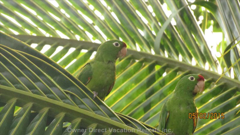  vacation rentals costa rica provincia de alajuela atenas calle boquern str 