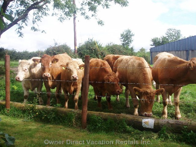  vacation rentals ireland county offaly cosgrave south lavagh road lusmagh 