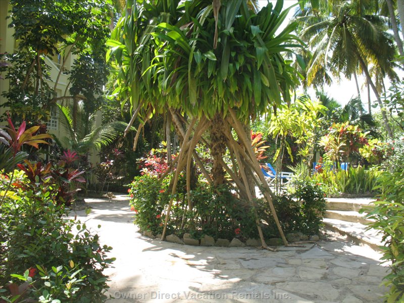  vacation rentals dominican republic puerto plata province cabarete  calle principal 