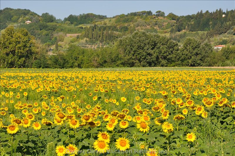  chianni vacation rentals vacation rentals italy toscana chianni 