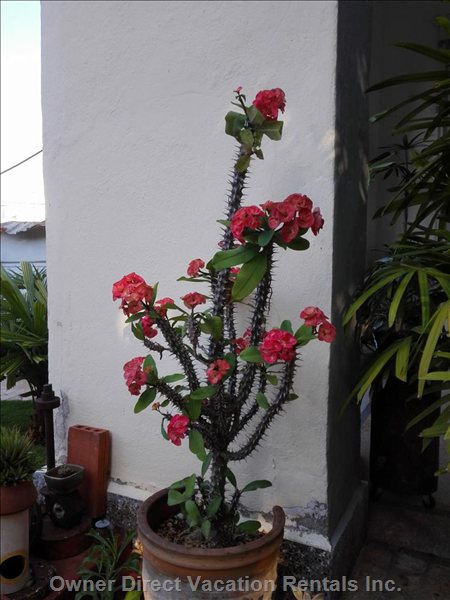  vedado vacation rentals vacation rentals cuba la habana la habana 