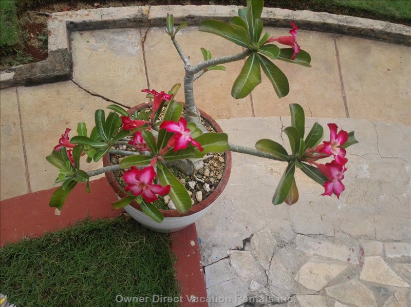  vedado vacation rentals vacation rentals cuba la habana la habana 