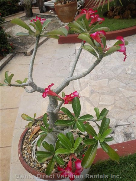  vedado vacation rentals vacation rentals cuba la habana la habana 