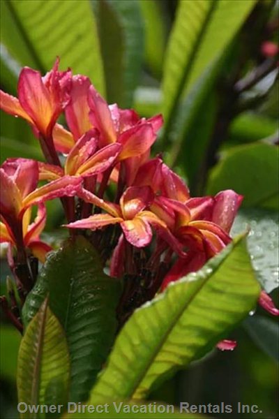  vacation rentals united states hawaii hanalei  a aku road 