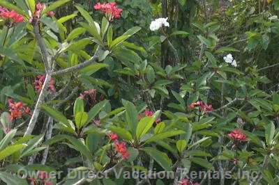  vacation rentals united states hawaii hanalei  a aku road 