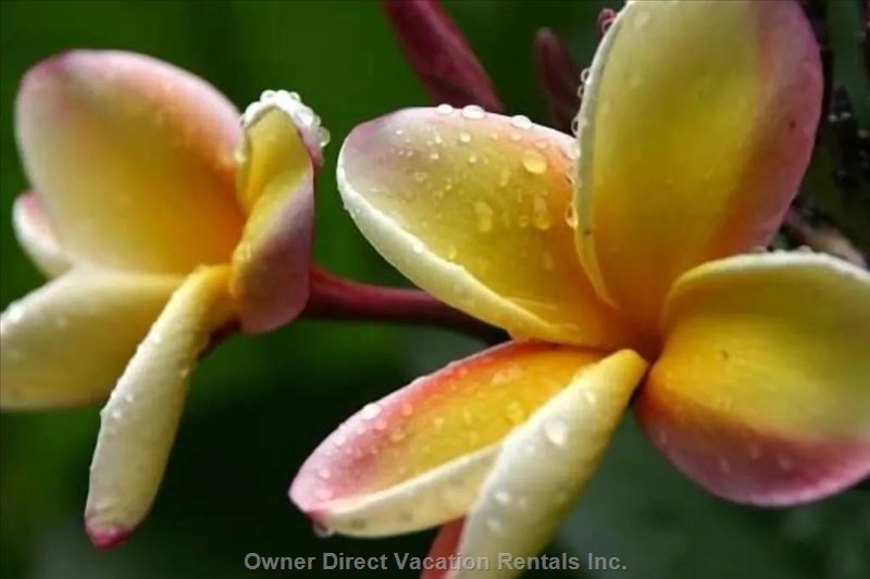 vacation rentals united states hawaii hanalei  a aku road 