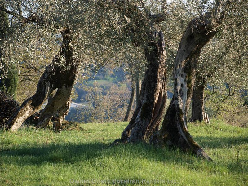  vacation rentals italy umbria passignano sul trasimeno trecine  