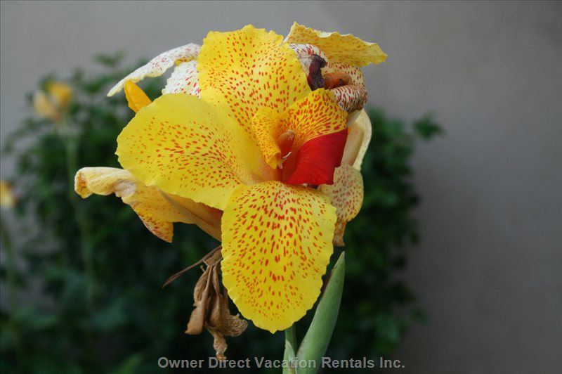  vacation rentals united states hawaii wailuku  hauoli road 