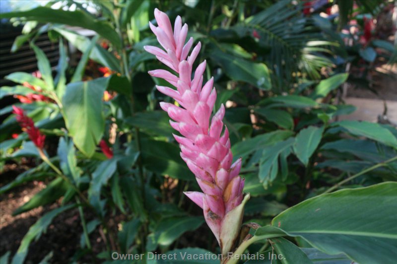  vacation rentals united states hawaii wailuku  hauoli road 