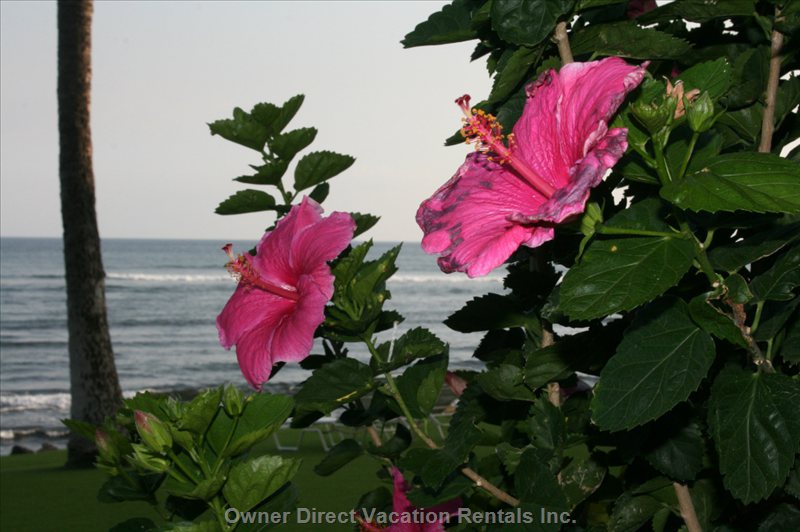  vacation rentals united states hawaii wailuku  hauoli road 