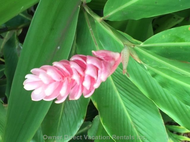  maalaea kai vacation rentals vacation rentals united states hawaii wailuku 