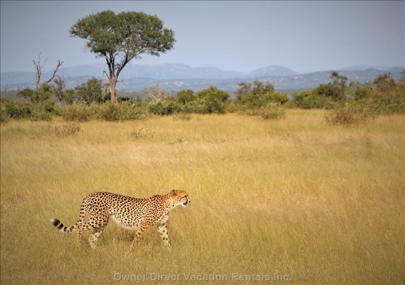  marloth park vacation rentals vacation rentals south africa mpumalanga marloth park 