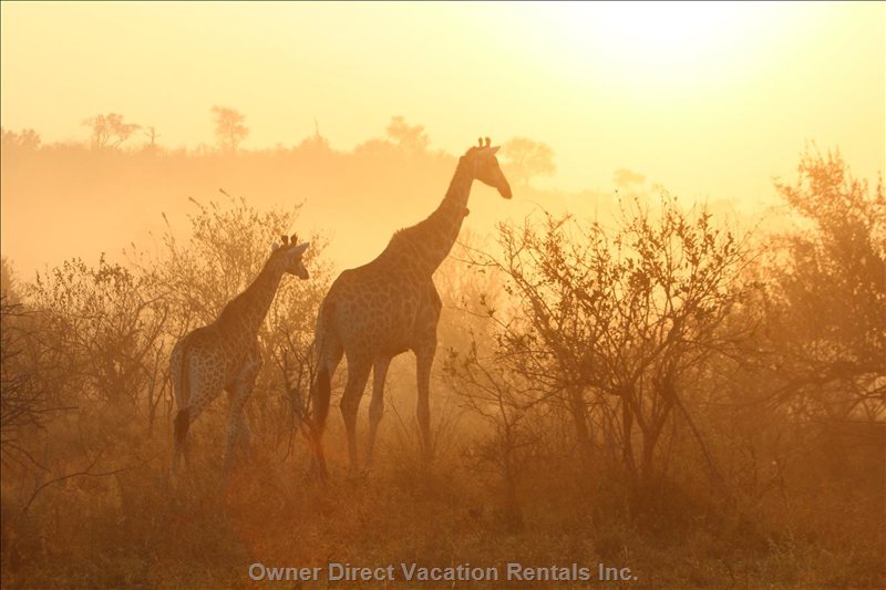  marloth park vacation rentals vacation rentals south africa mpumalanga marloth park 