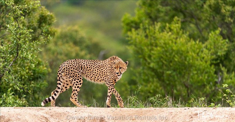  marloth park vacation rentals vacation rentals south africa mpumalanga marloth park 