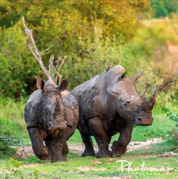  marloth park vacation rentals vacation rentals south africa mpumalanga marloth park 