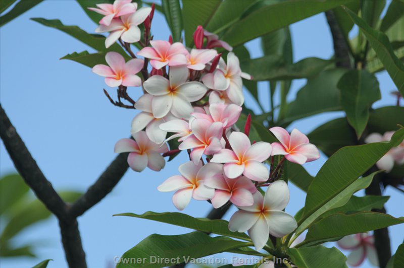  valley isle vacation rentals vacation rentals united states hawaii lahaina 