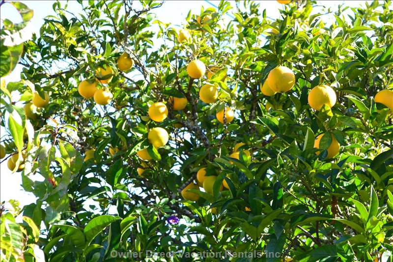  monchique vacation rentals vacation rentals portugal faro monchique 
