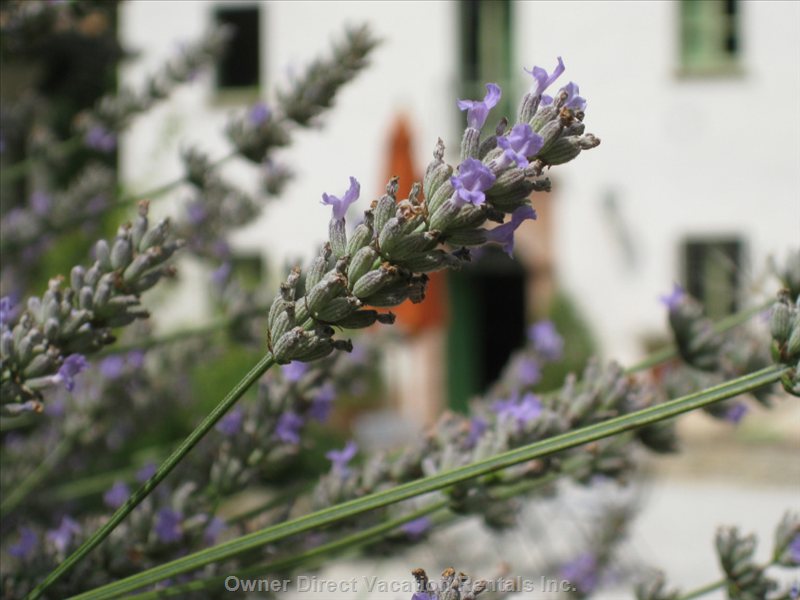  vacation rentals italy umbria montone borgo corlo  