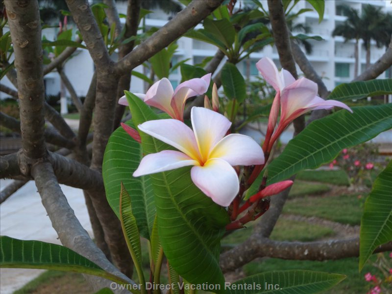  acqua flamingo vacation rentals vacation rentals mexico nayarit buceras 