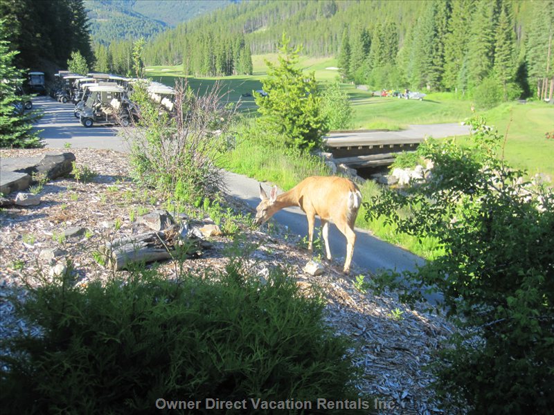  toby creek lodge vacation rentals vacation rentals canada british columbia panorama 
