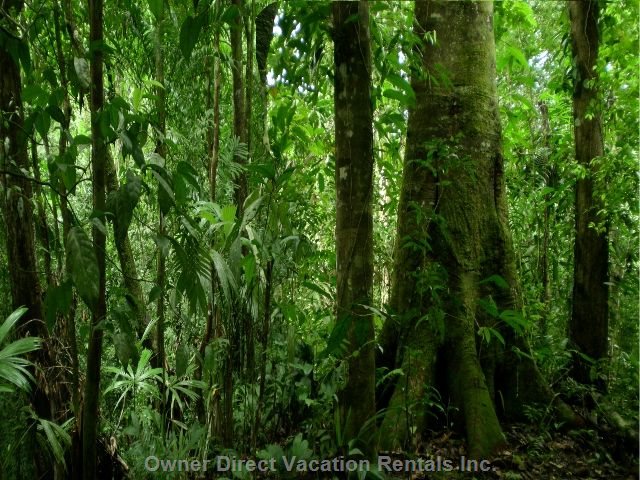  vacation rentals costa rica provincia de puntarenas tigre sombra de la lapa lapas nest 