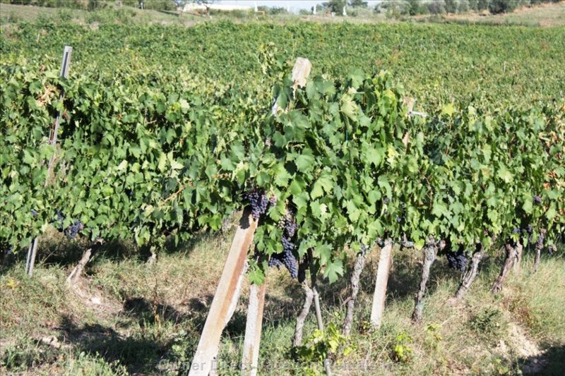  san donato in poggio vacation rentals vacation rentals italy toscana san donato 
