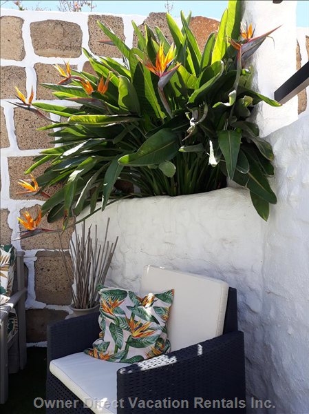  vacation rentals spain canarias san miguel calle tamaide 