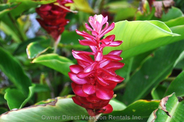  st willibrordus vacation rentals vacation rentals curaao curaao sint willibrordus 