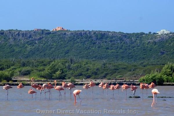  st willibrordus vacation rentals vacation rentals curaao curaao sint willibrordus 