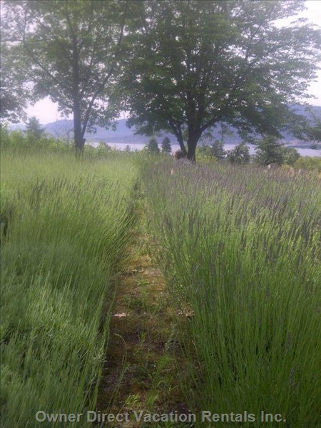  vacation rentals canada british columbia naramata  north naramata road 
