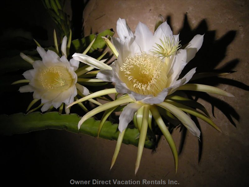  vacation rentals united states hawaii waikoloa village   lua kula st 