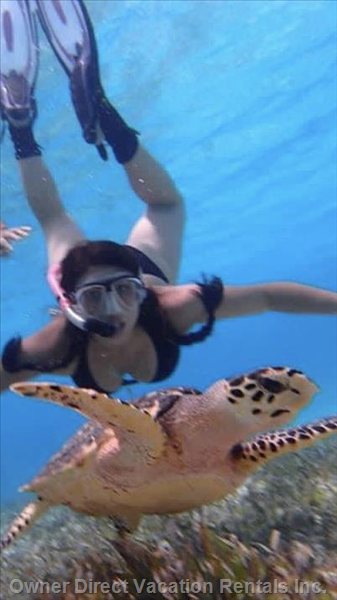  villas cozumel vacation rentals vacation rentals mexico quintana roo villa tikal 