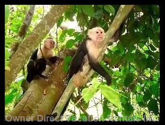  vacation rentals costa rica provincia de puntarenas puerto jimnez calle platanares 