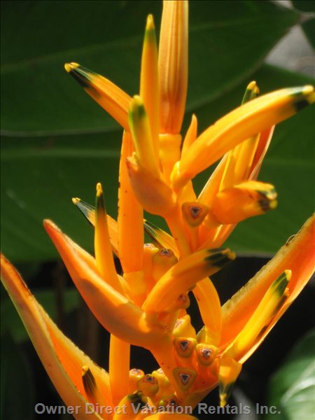  vacation rentals united states hawaii honolulu  koa ave  