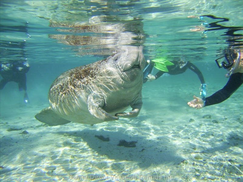 Snorkeling with the manatees and many other super fun activities, ID#11791
