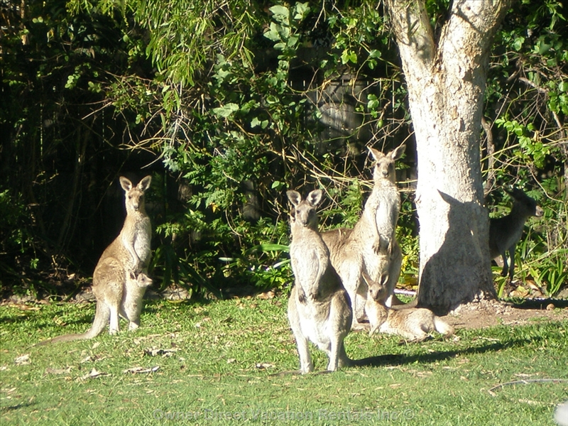 Resident kangaroos in the backyard, ID#207049